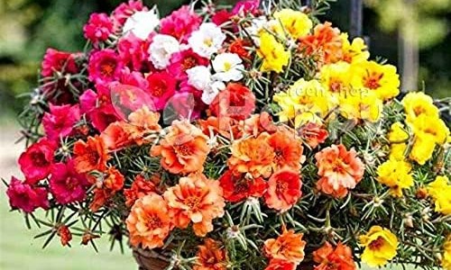 雷洛昔芬多少钱一盒-雷诺昔芬片说明书网- 雷诺西芬片是什么药知识,分享雷诺昔芬是什么药