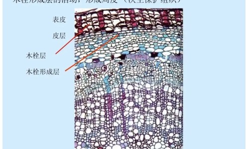 雷诺昔芬片说明书网- 雷诺西芬片是什么药知识,分享雷诺昔芬是什么药
